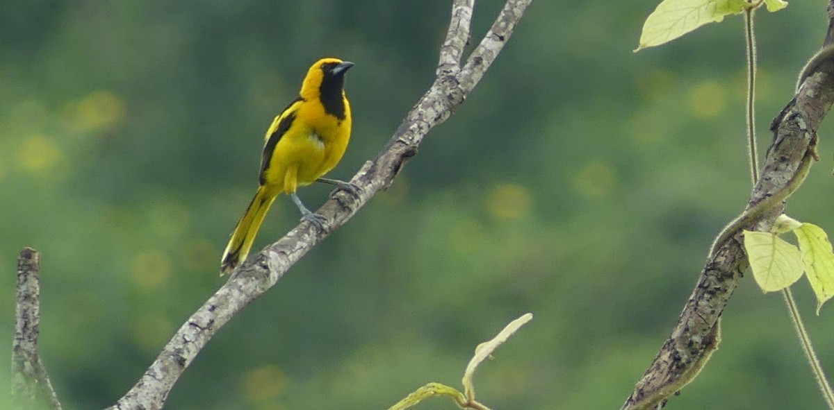 Yellow-tailed Oriole - ML617705144