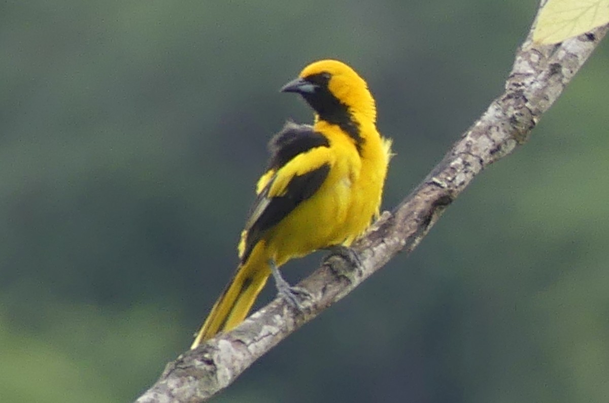 Yellow-tailed Oriole - ML617705145