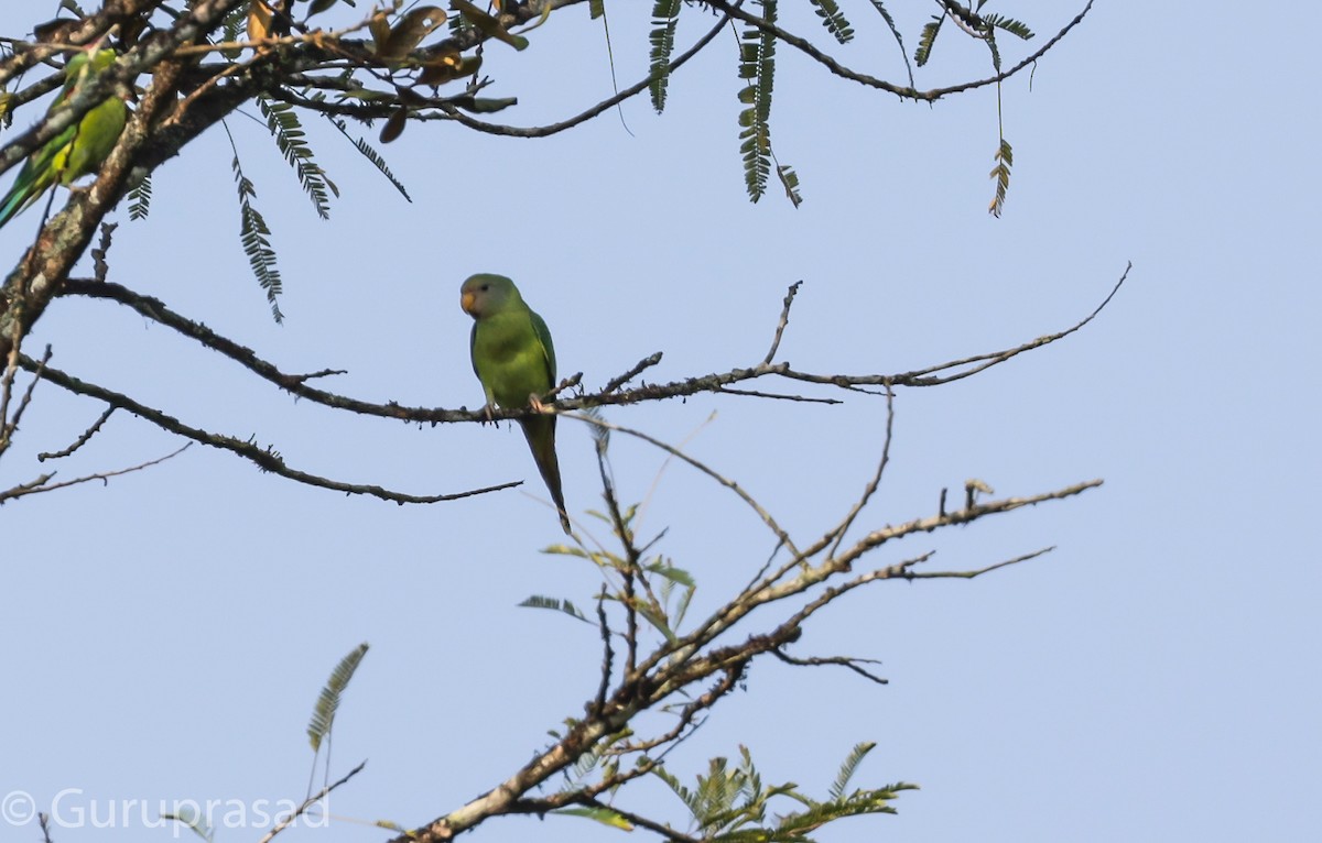Vernal Hanging-Parrot - Guru prasad