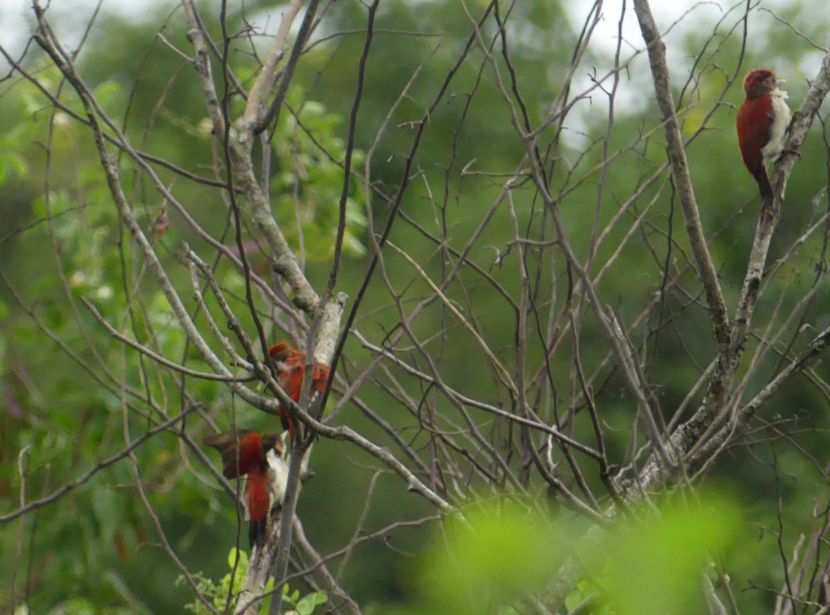 Scarlet-backed Woodpecker - Lisa Brunetti