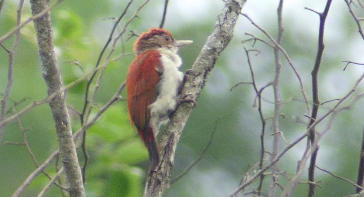 Scarlet-backed Woodpecker - ML617705187