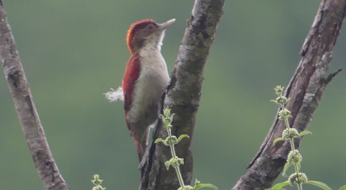 Scarlet-backed Woodpecker - ML617705188