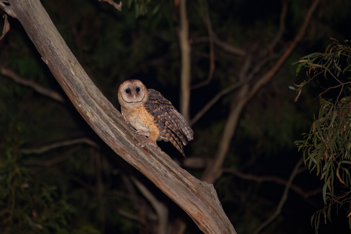 Australian Masked-Owl - michael todd