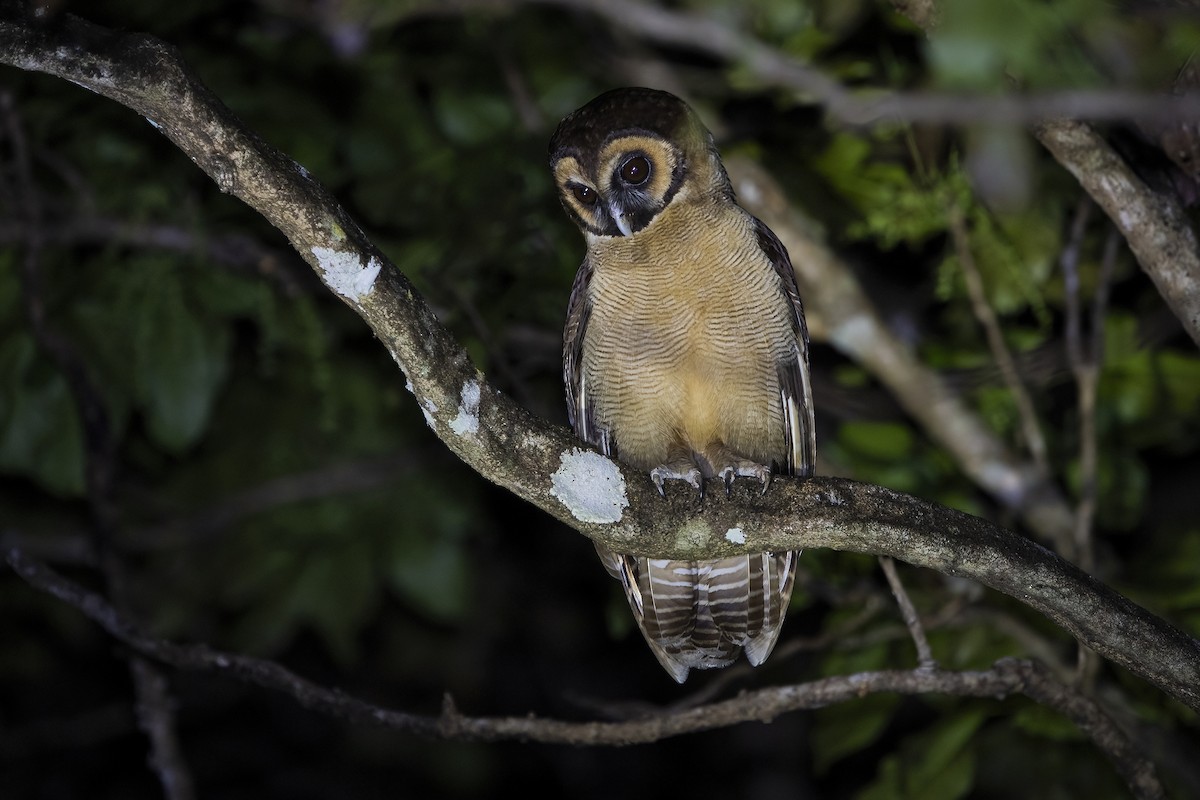 Brown Wood-Owl - Ngoc Sam Thuong Dang