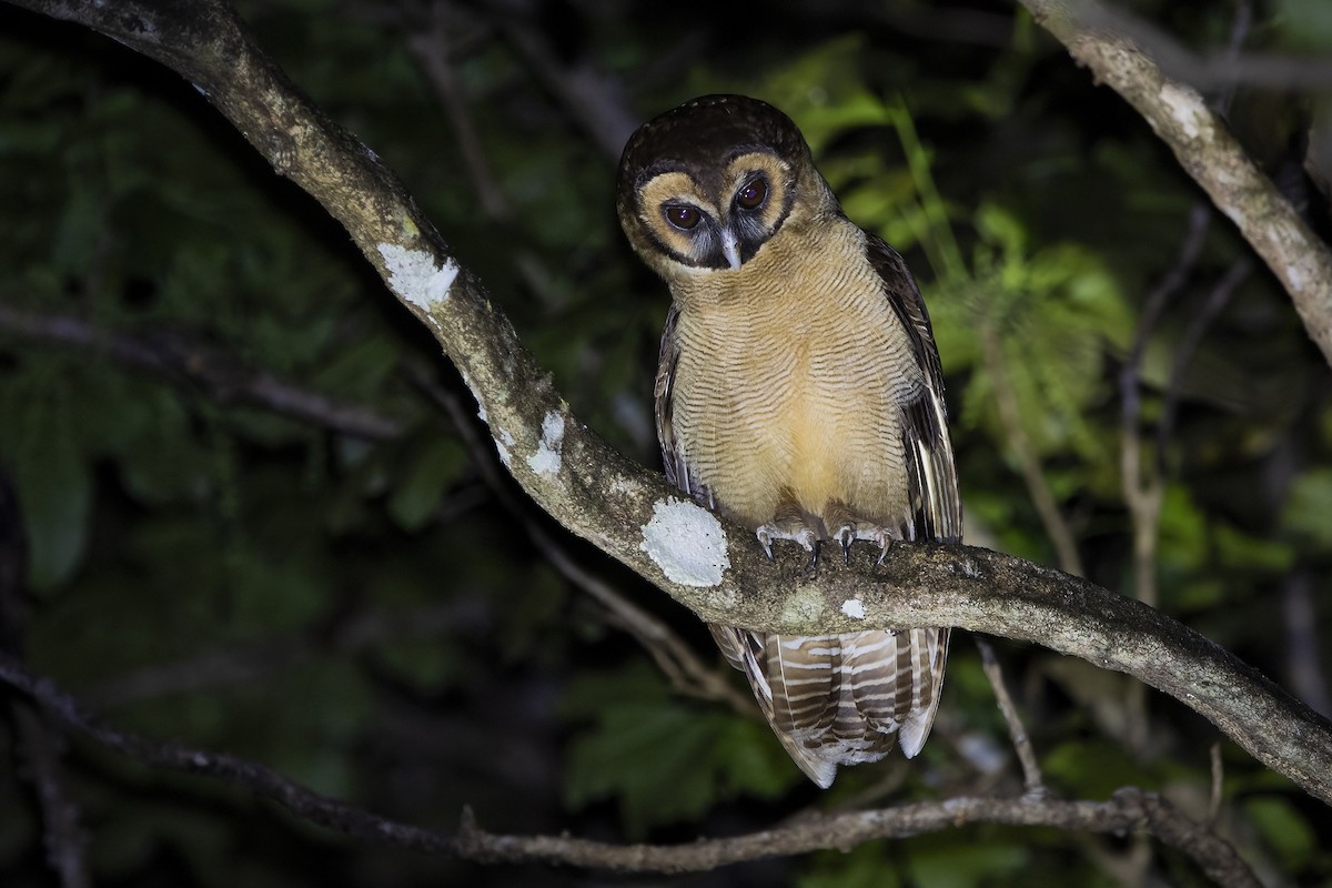Brown Wood-Owl - Ngoc Sam Thuong Dang