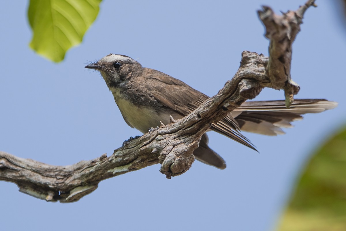 White-browed Fantail - ML617705293