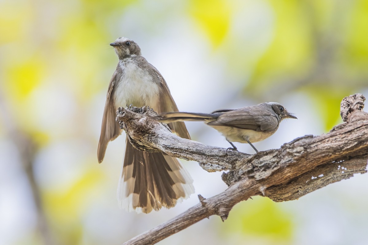 White-browed Fantail - ML617705294