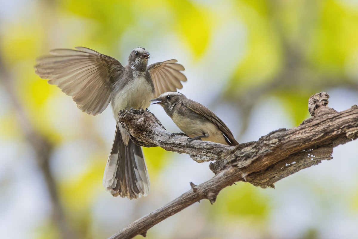 White-browed Fantail - ML617705295