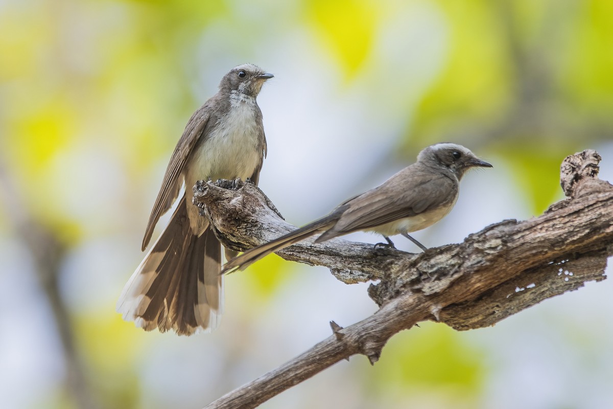 White-browed Fantail - ML617705296
