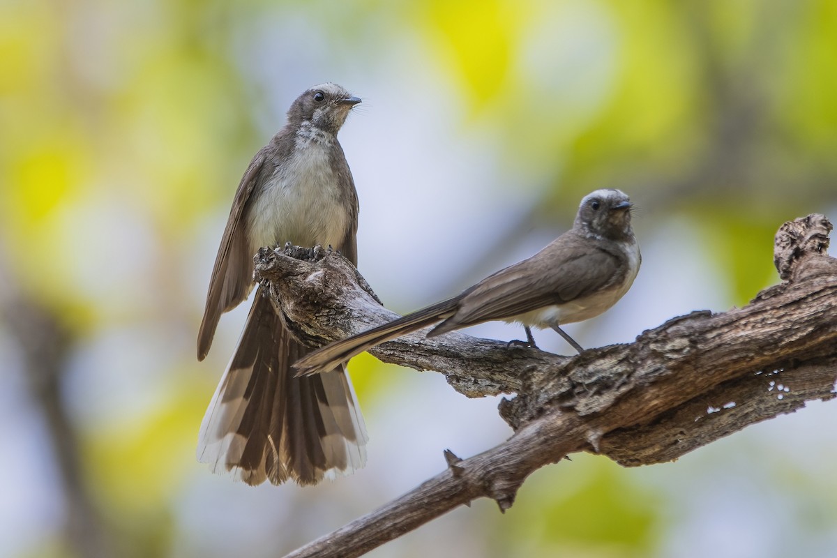 White-browed Fantail - ML617705299