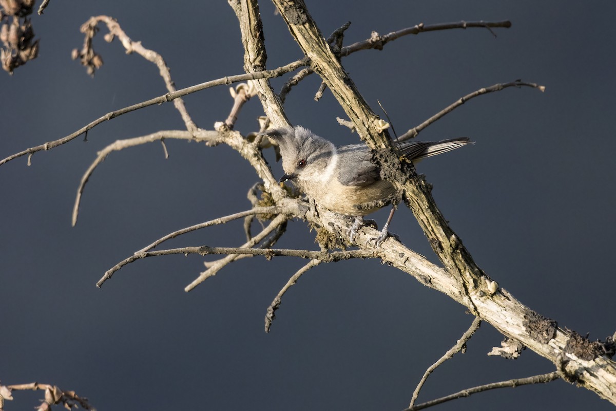 Gray-crested Tit - ML617705300