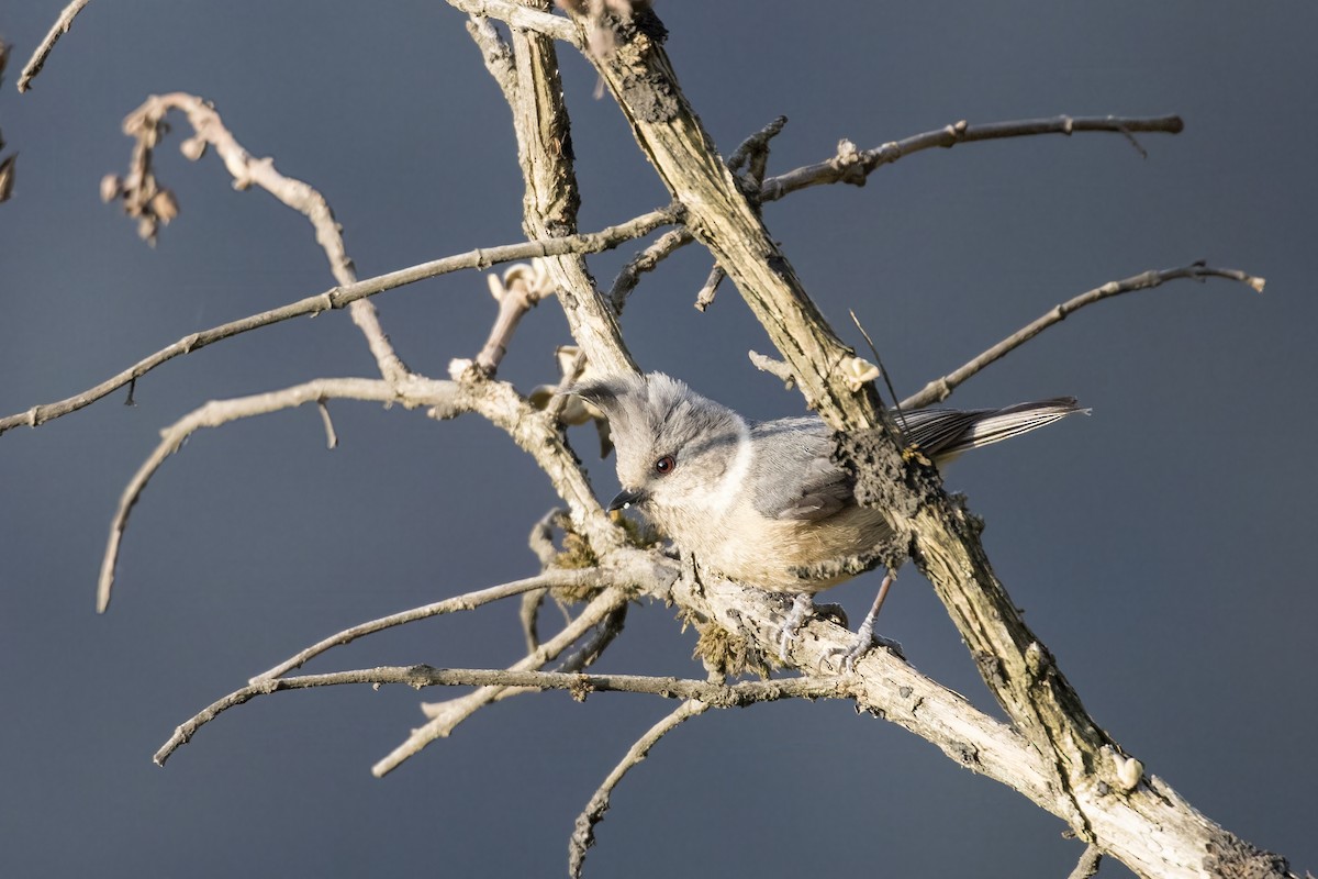 Gray-crested Tit - ML617705301