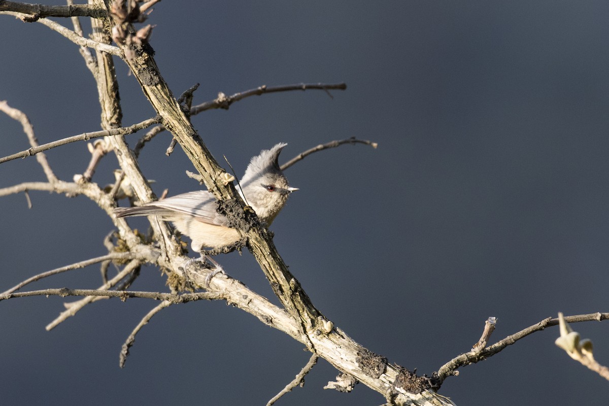 Gray-crested Tit - ML617705302