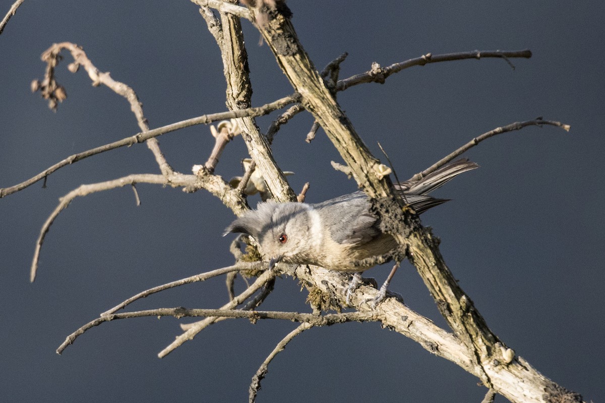 Gray-crested Tit - ML617705303