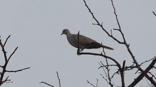 Red Collared-Dove - ML617705366