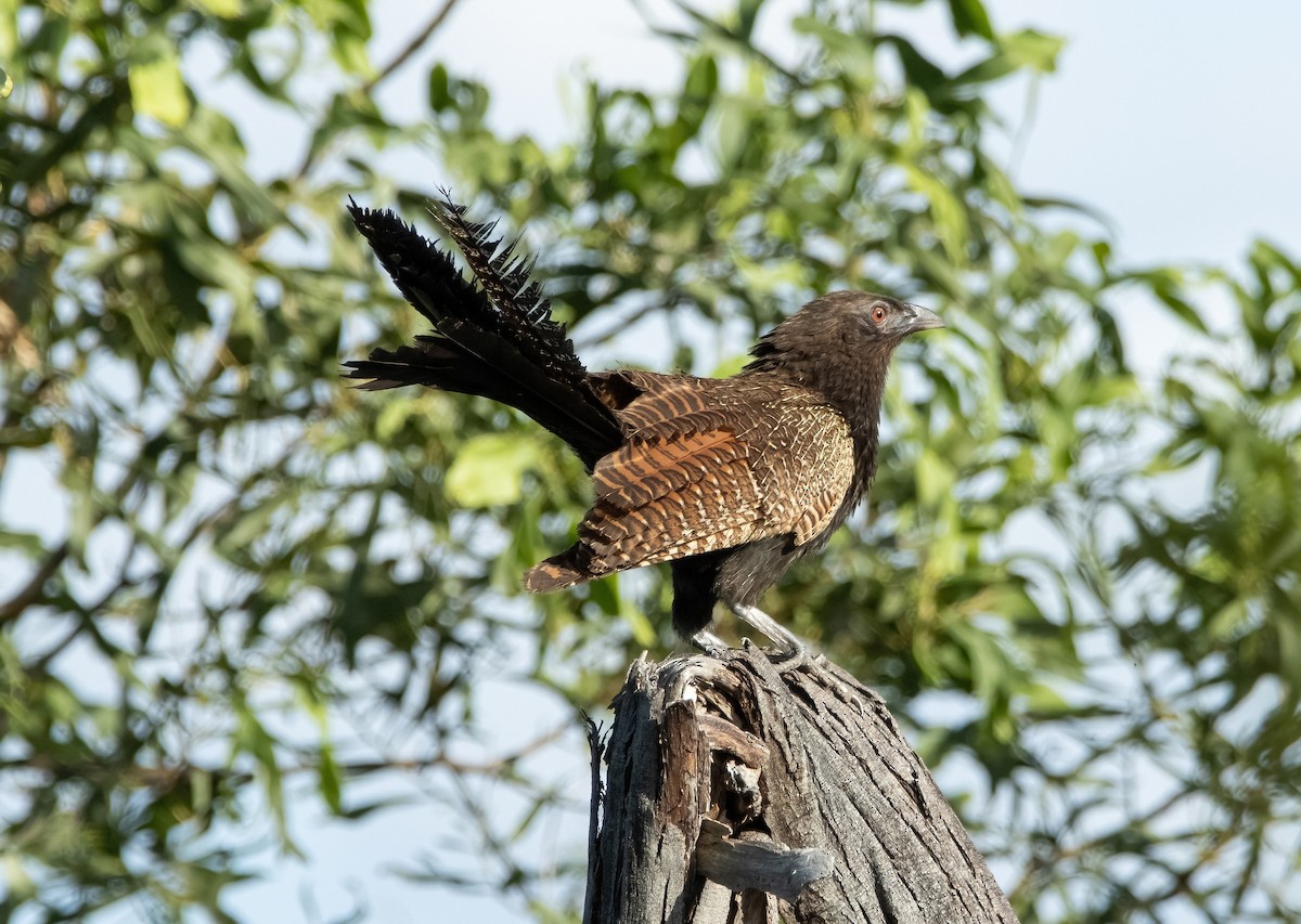 Pheasant Coucal - Mitch Rose