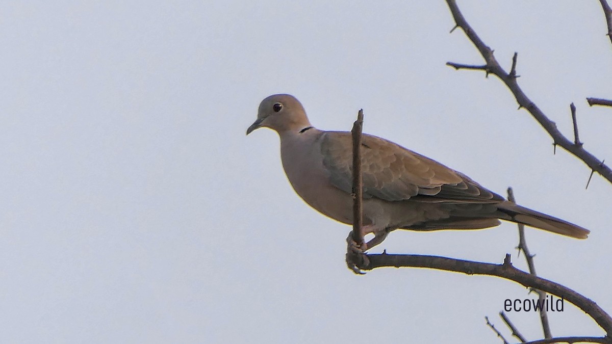 Red Collared-Dove - ML617705375