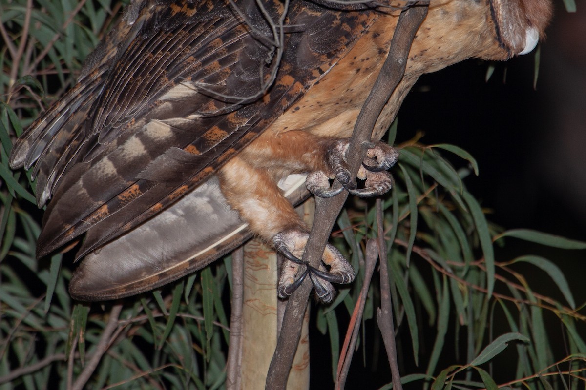 Australian Masked-Owl - ML617705382