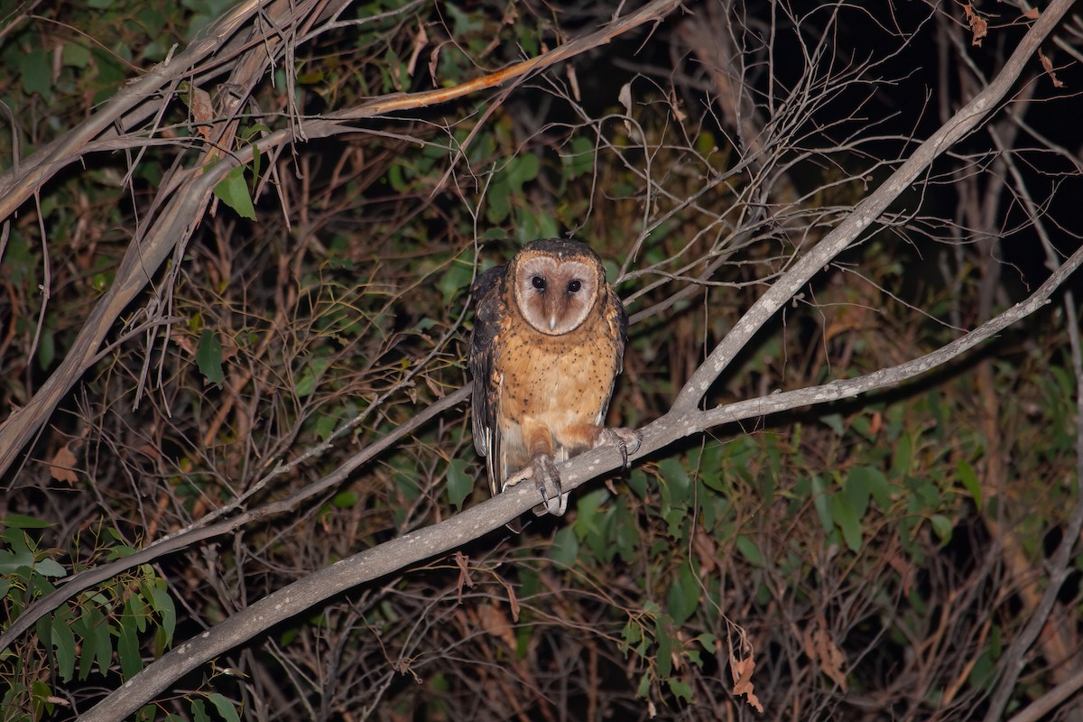 Australian Masked-Owl - ML617705394