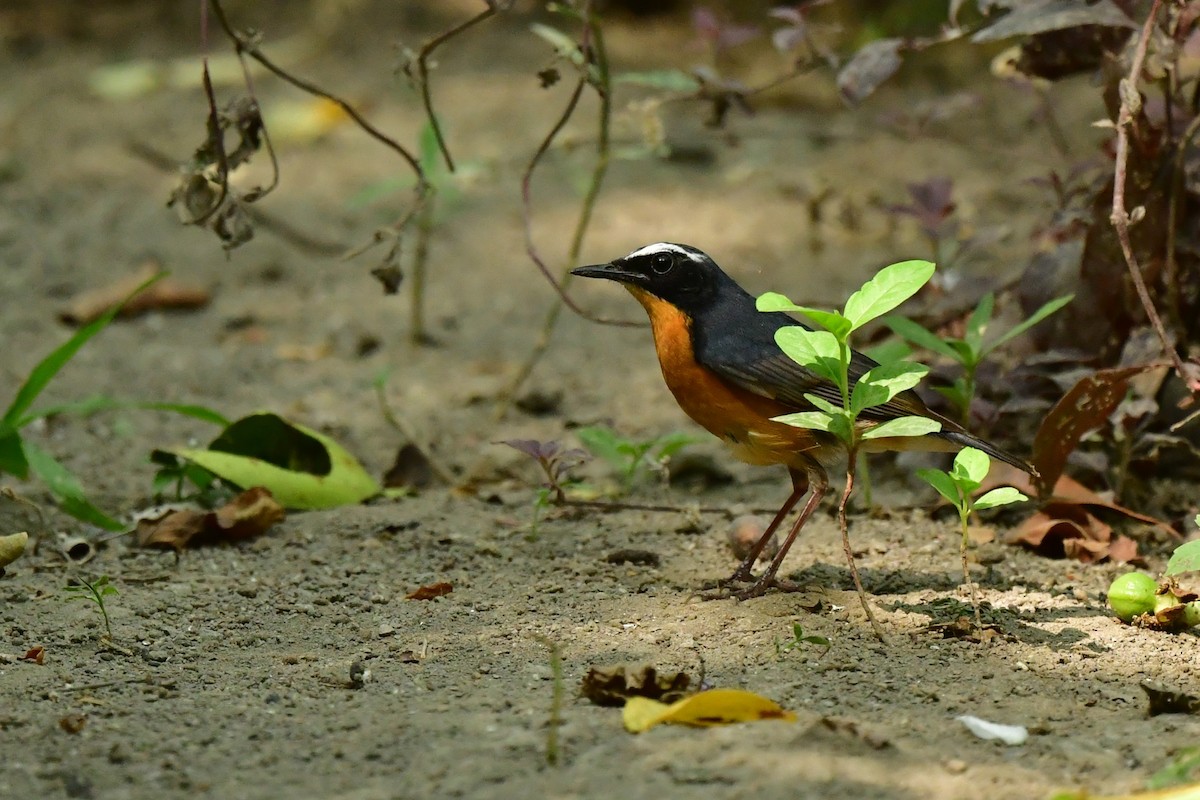 Indian Blue Robin - Anirban  Bhaduri
