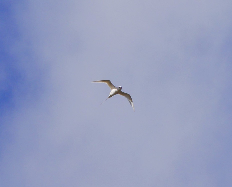 Red-tailed Tropicbird - ML617705512