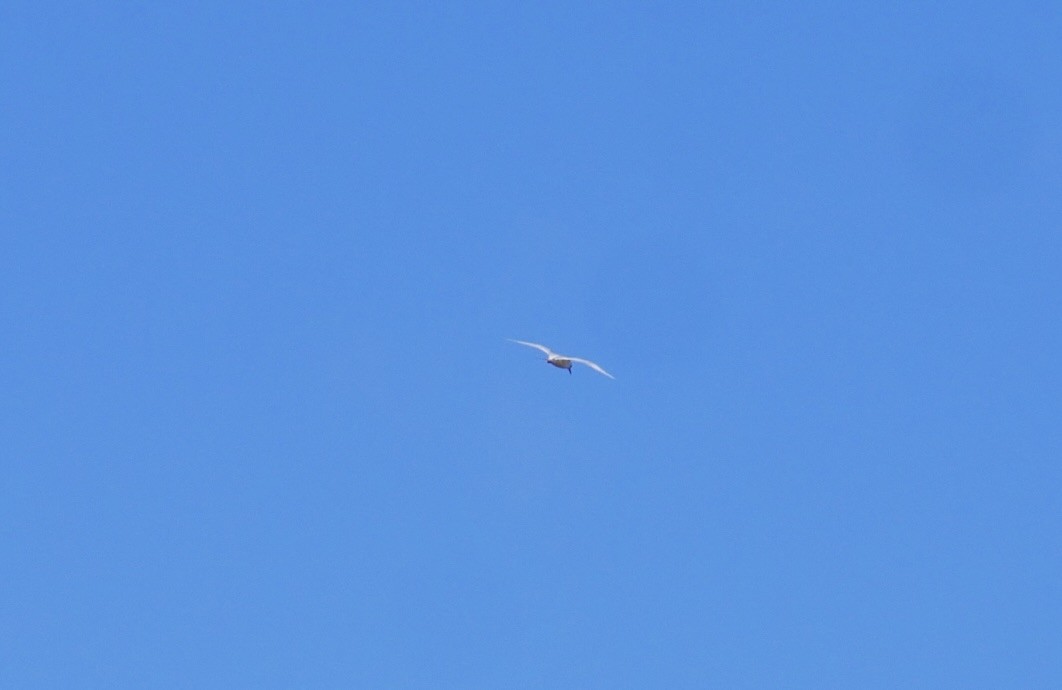 Red-tailed Tropicbird - ML617705513