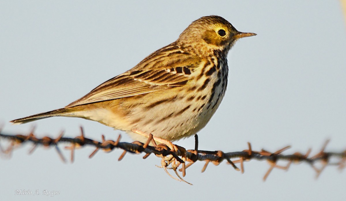 Meadow Pipit - ML617705515