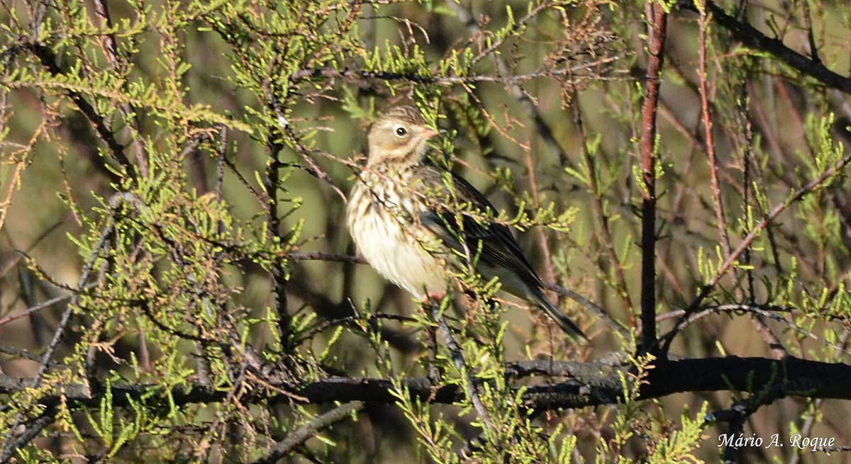 Meadow Pipit - ML617705516