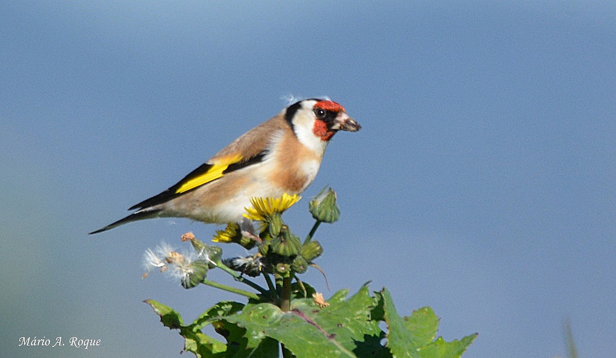 European Goldfinch - Mário Roque