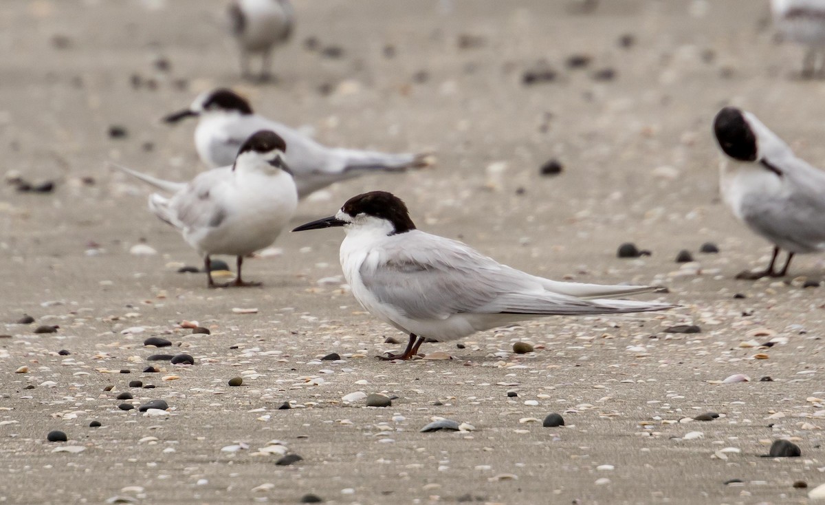 White-fronted Tern - ML617705618