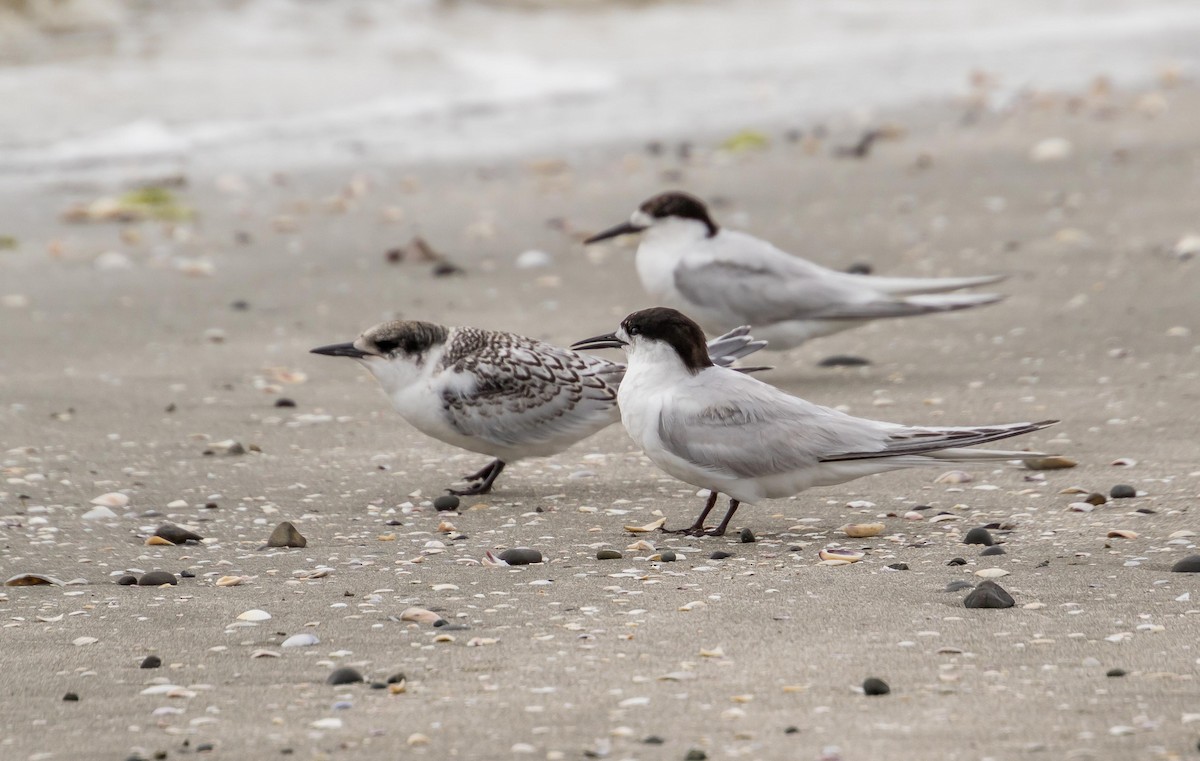 White-fronted Tern - Louise Summerhayes