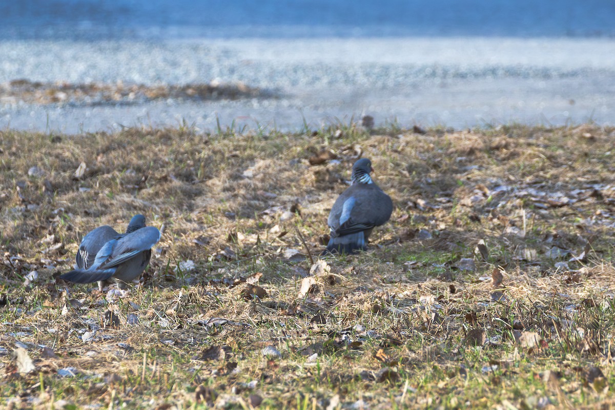 Common Wood-Pigeon (White-necked) - ML617705626