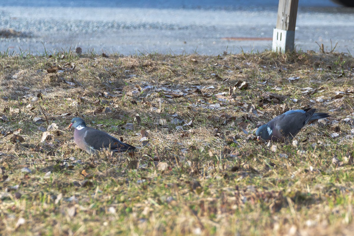 Common Wood-Pigeon (White-necked) - ML617705627