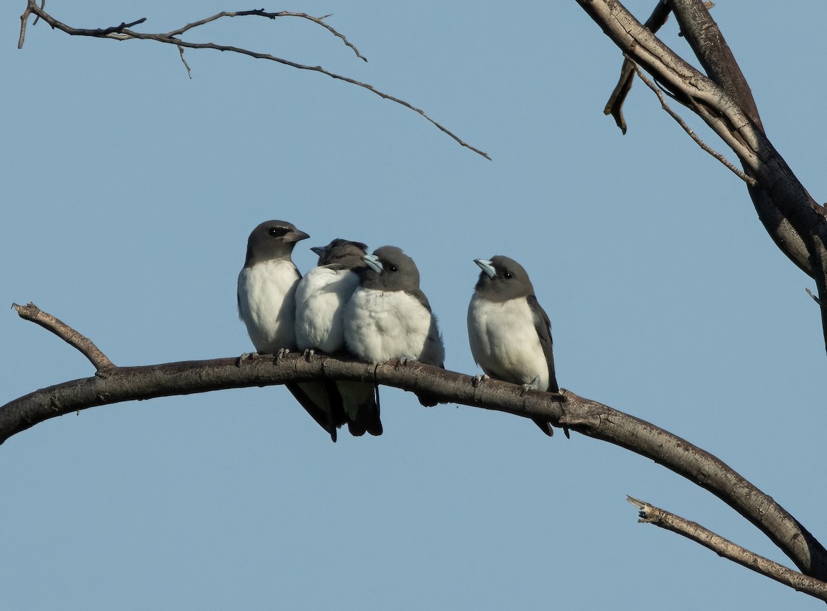 White-breasted Woodswallow - ML617705642
