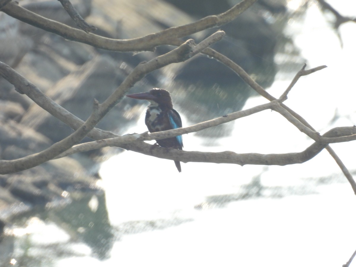 White-throated Kingfisher - Rahul Kumaresan