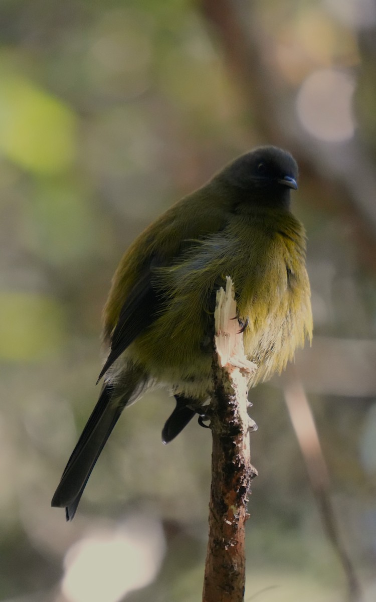 New Zealand Bellbird - Ulises Cabrera Miranda