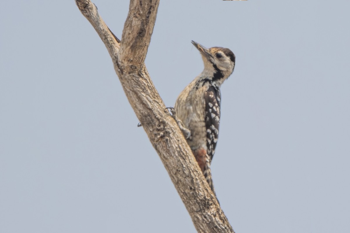 Freckle-breasted Woodpecker - ML617705661