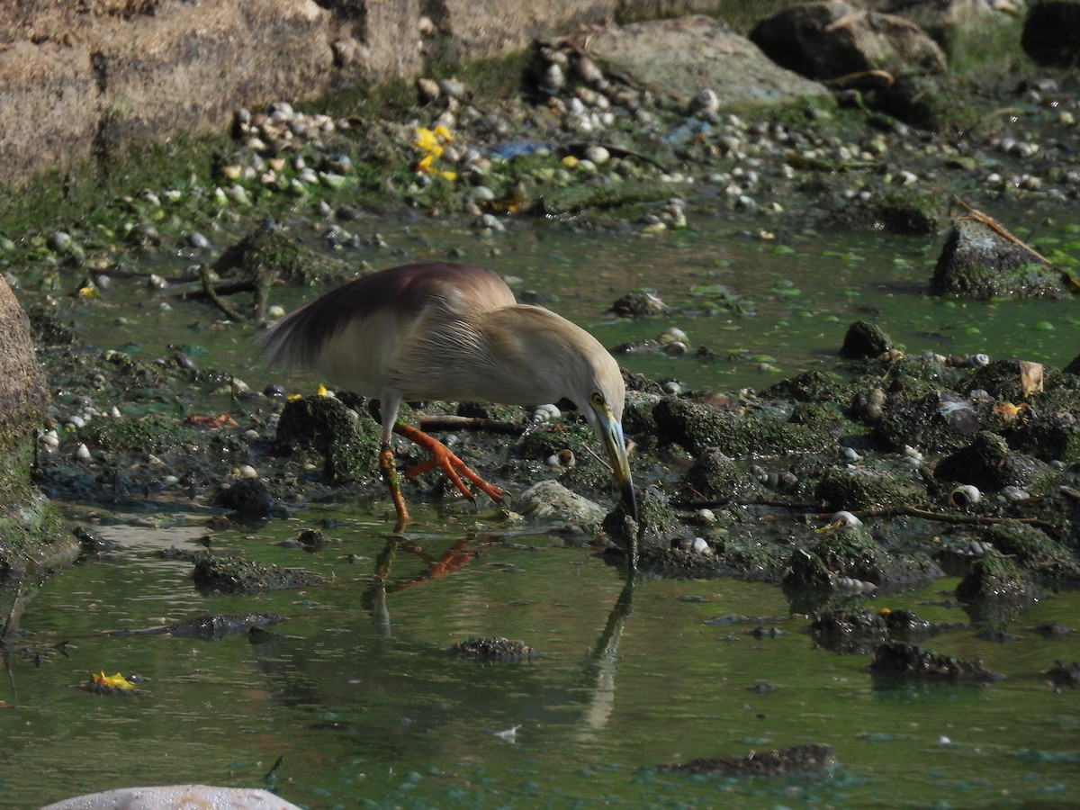 Indian Pond-Heron - Rahul Kumaresan