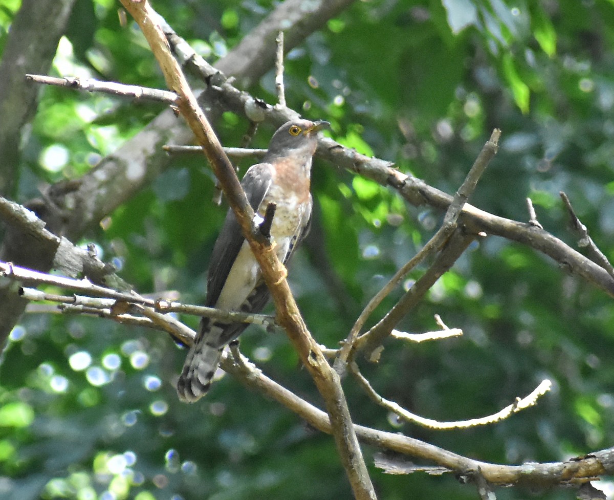 Common Hawk-Cuckoo - Kausthubh K Nair