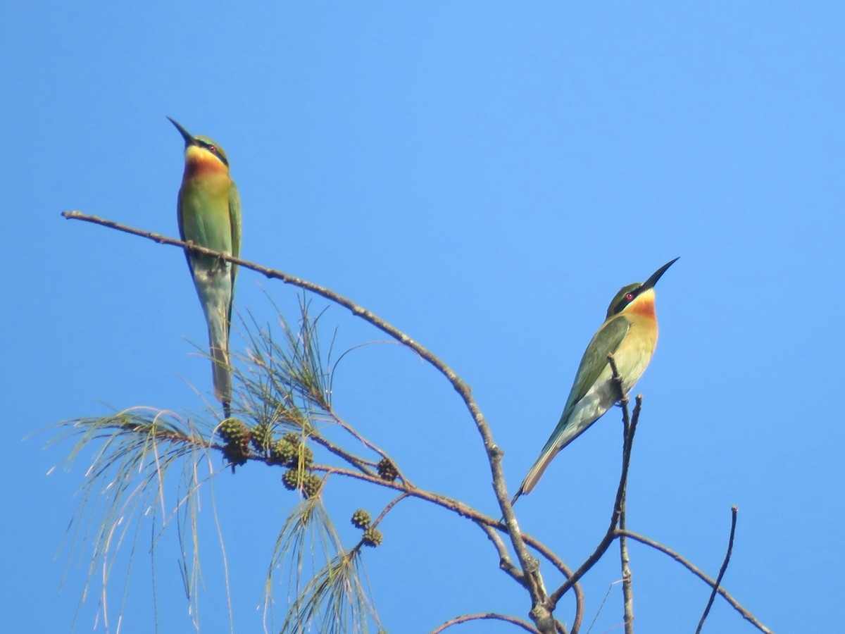 Blue-tailed Bee-eater - ML617705830
