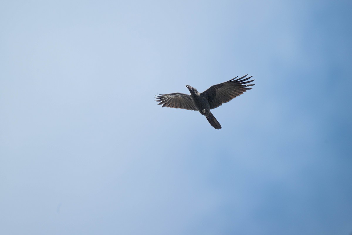 Large-billed Crow (Large-billed) - ML617705864