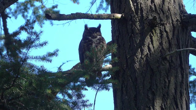 Great Horned Owl - ML617705902