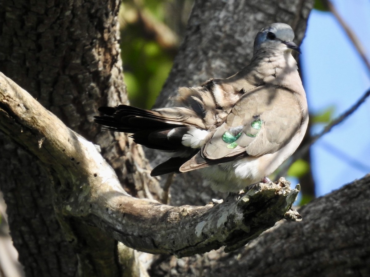 Emerald-spotted Wood-Dove - ML617705927
