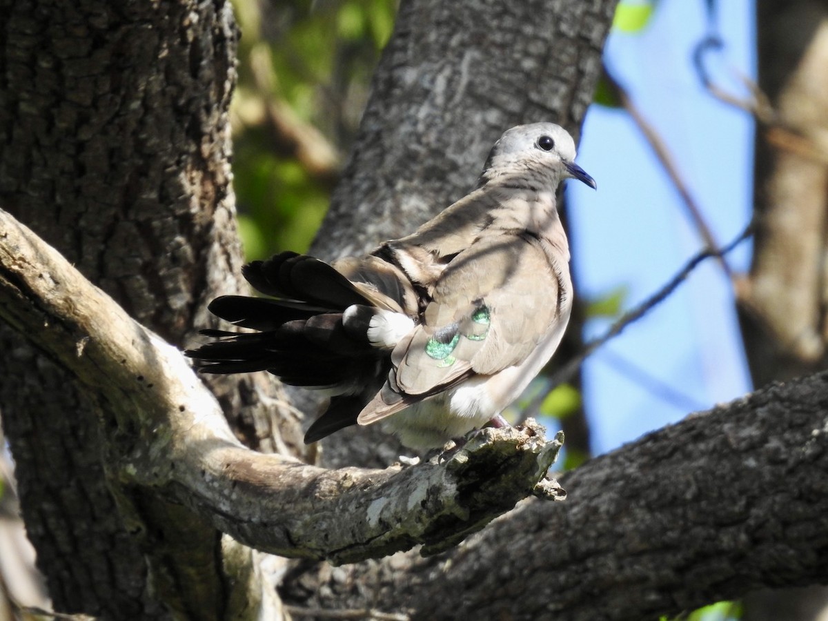 Emerald-spotted Wood-Dove - Nick Odio