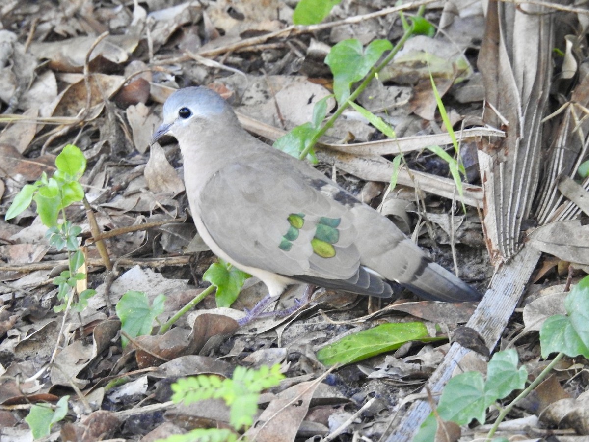 Emerald-spotted Wood-Dove - ML617705929