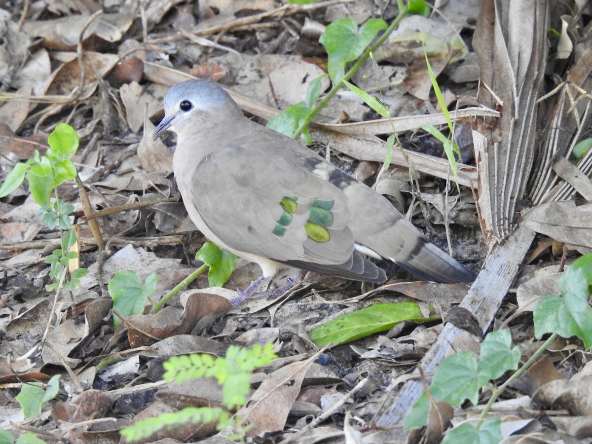 Emerald-spotted Wood-Dove - ML617705930