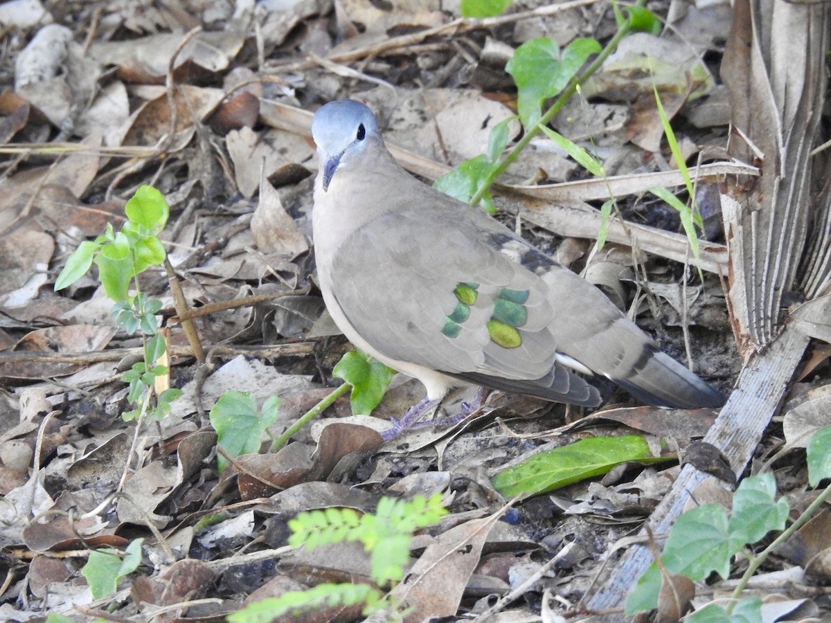 Emerald-spotted Wood-Dove - ML617705931