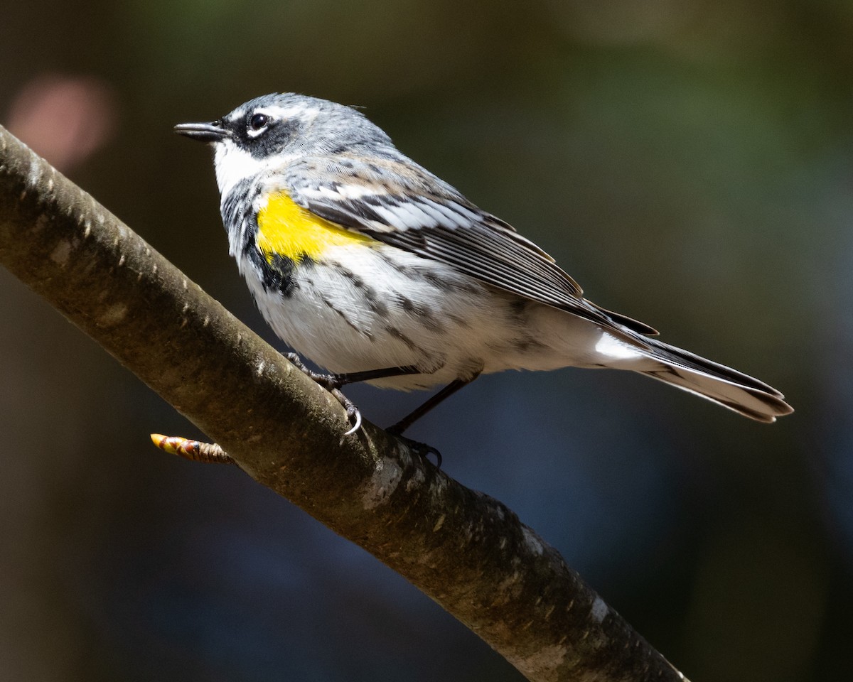 Yellow-rumped Warbler (Myrtle) - ML617705992