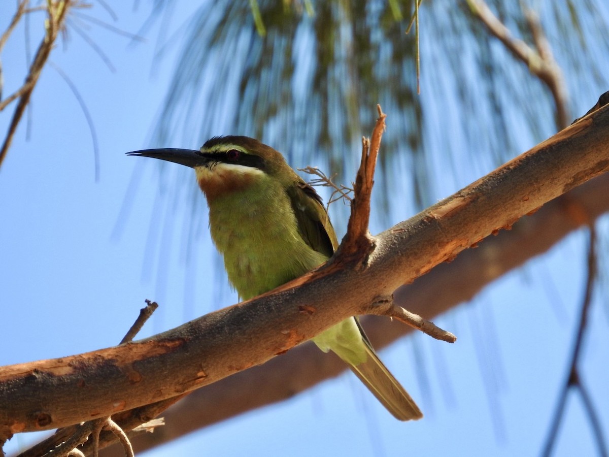 Madagascar Bee-eater - ML617706061