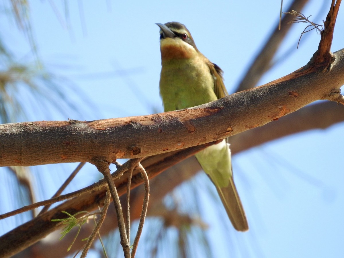 Madagascar Bee-eater - ML617706063